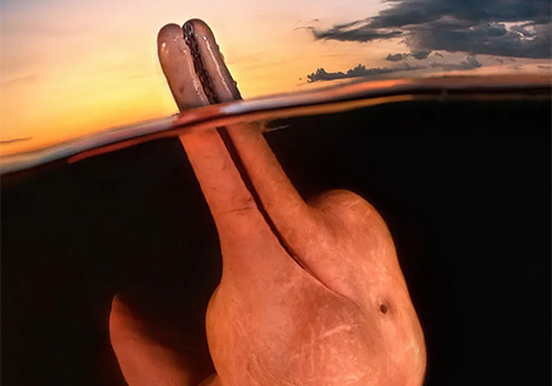 Foto de boto ‘sorridente’ vence prêmio internacional