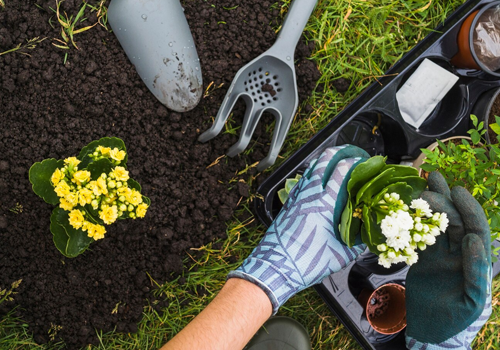 aplicativos saúde de planta
