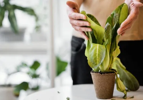 Aplicativos para identificar plantas: Baixe Grátis!